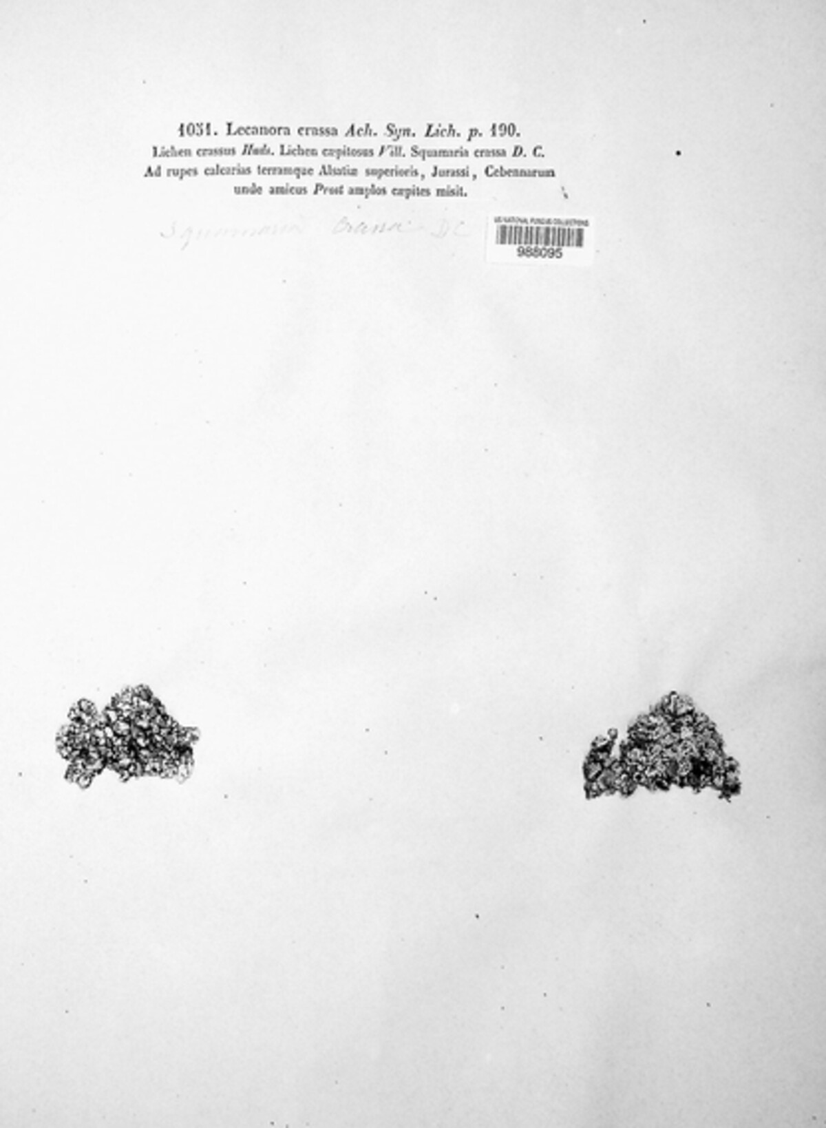 Squamarina cartilaginea image